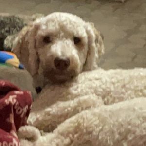 Meet your Posher, Leo